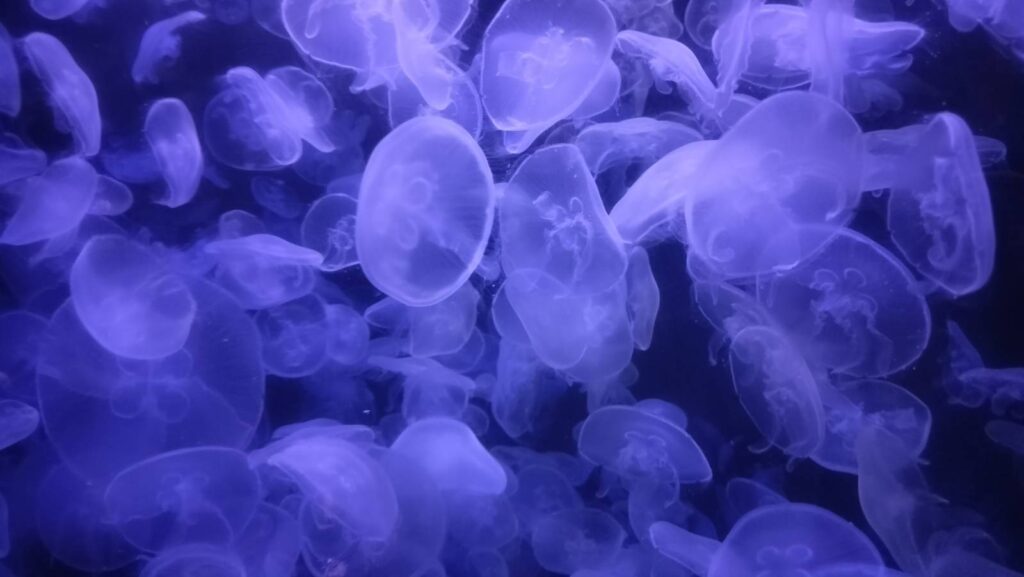 Jellyfish taken during daytrip at aquarium.